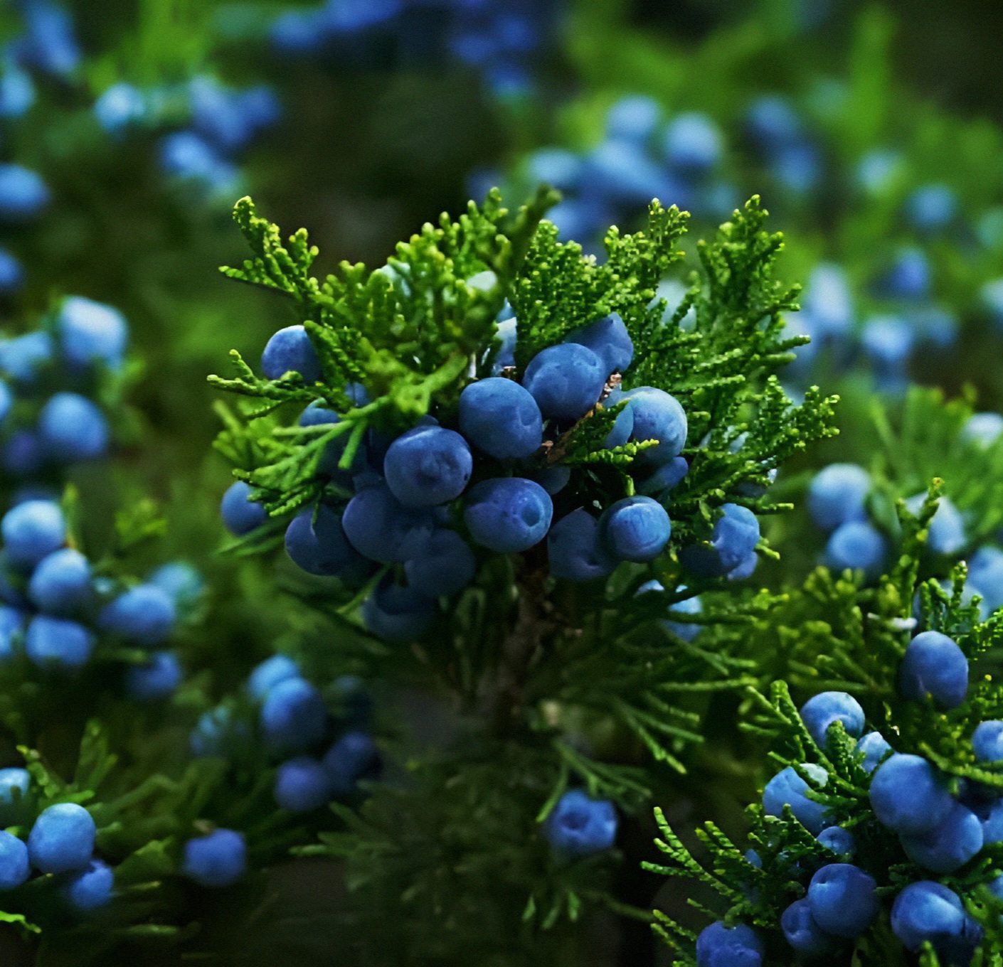 juniper berries